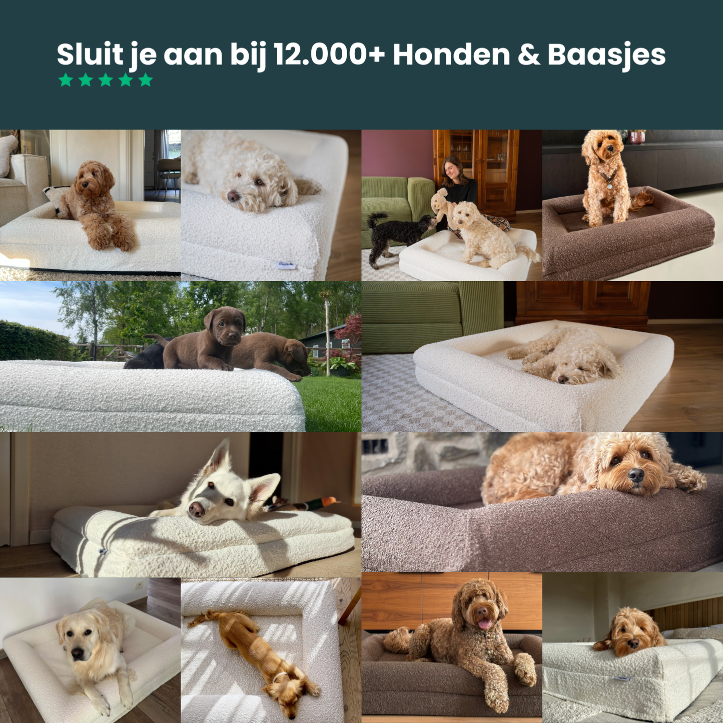 Orthopedic Dog Bed - White Bouclé