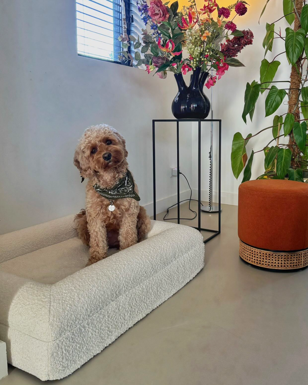 Hondenkussen Orthopedisch + Extra Hoes Bundel