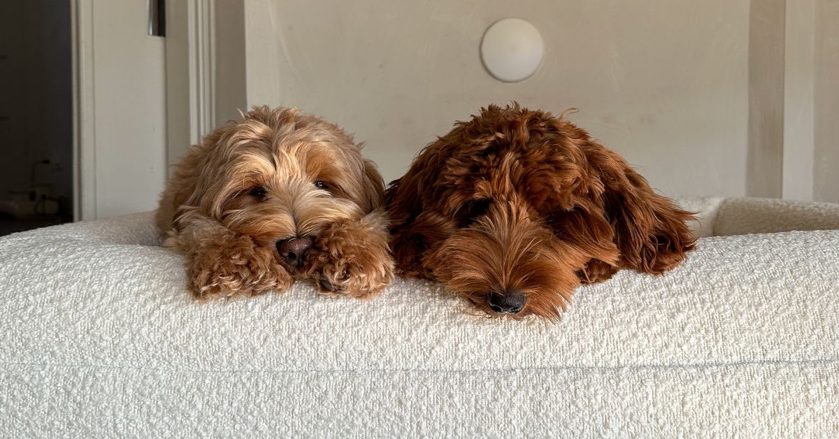 De ultieme gids voor een goede nachtrust voor je hond - Dreamydog