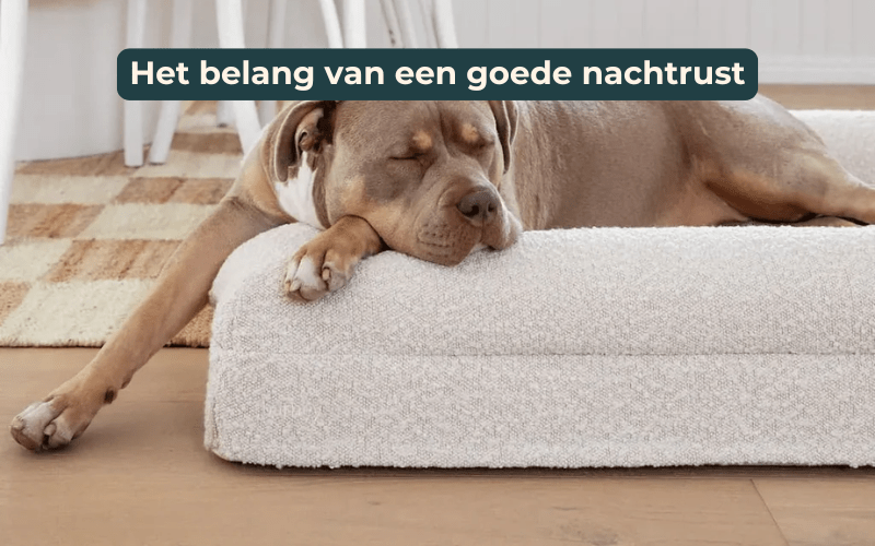Het belang van goede nachtrust voor een hond - Dreamydog
