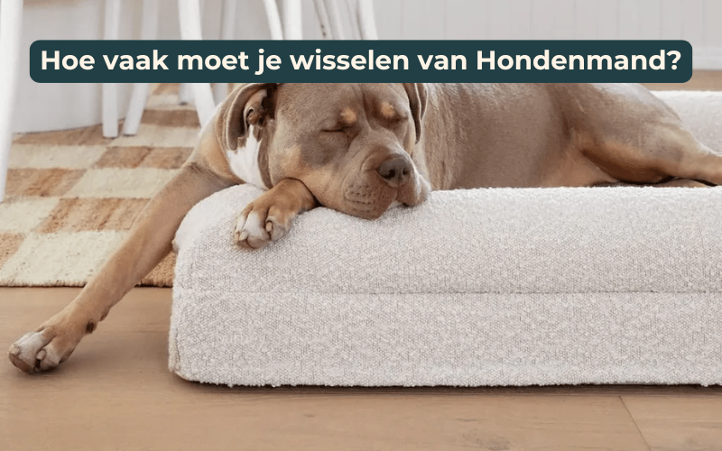 Hoe vaak moet je van hondenmand wisselen? - Dreamydog