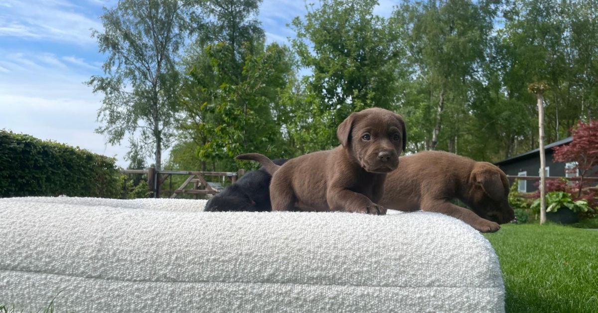 Kleine hond op een orthopedisch hondenmandje van DreamyDog