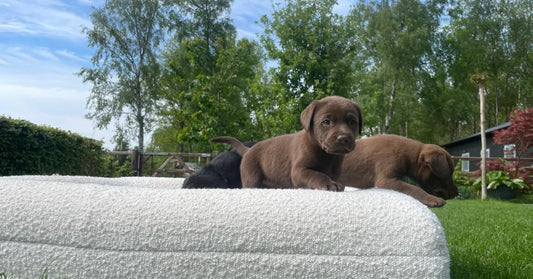 Kleine hond op een orthopedisch hondenmandje van DreamyDog