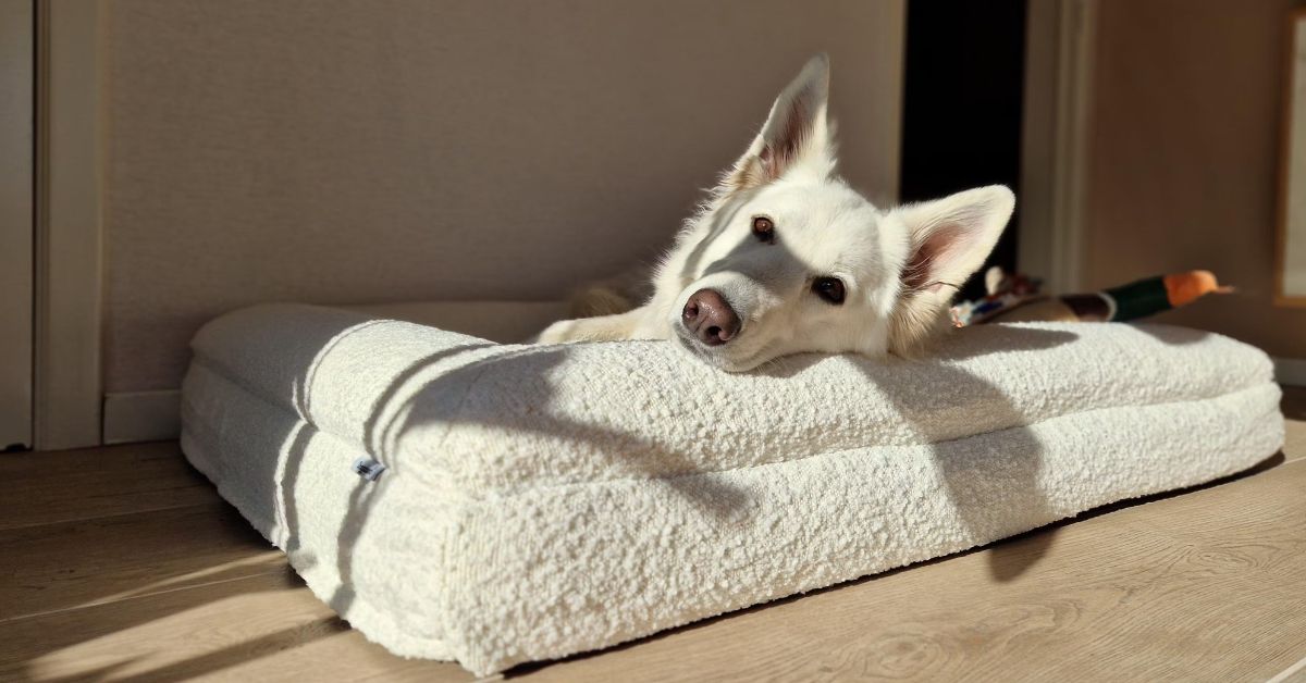 Hond op hondenkussen naast hondenmand — vergelijking tussen beide slaapoplossingen van DreamyDog
