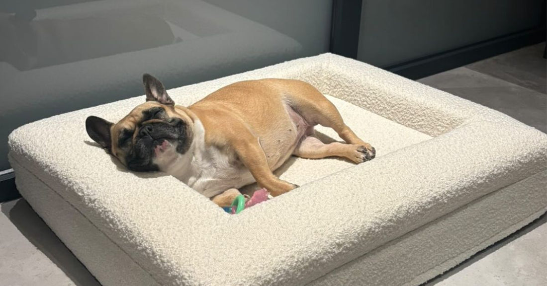 Waarom een hondenkussen orthopedisch essentieel is voor je hond’s gezondheid - Dreamydog