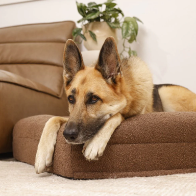 Orthopedic Dog Cushion - Bouclé Choco Brown